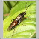 Tenthredopsis sp - Blattwespe 01c 12mm.jpg